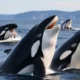 What is Teething Orcas? Understanding Their Dental Health