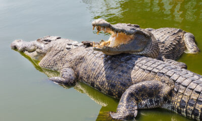 Crocodiles: Nature's Ancient Predators