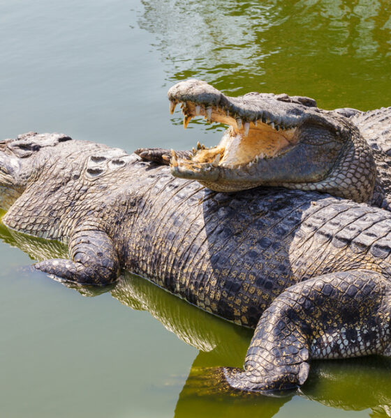 Crocodiles: Nature's Ancient Predators
