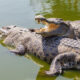 Crocodiles: Nature's Ancient Predators