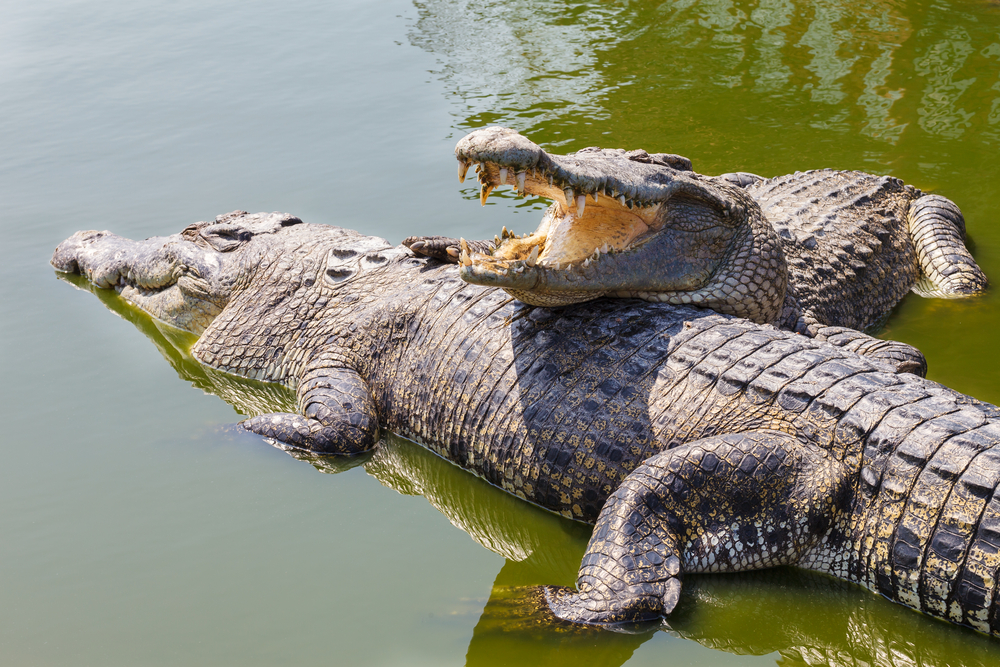 Crocodiles: Nature's Ancient Predators