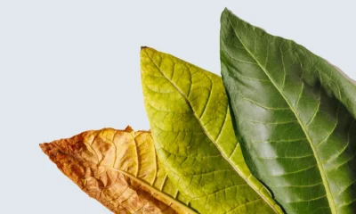 Tobacco: A Comprehensive Guide to Its History, Uses, Health Impacts, and Global Debate