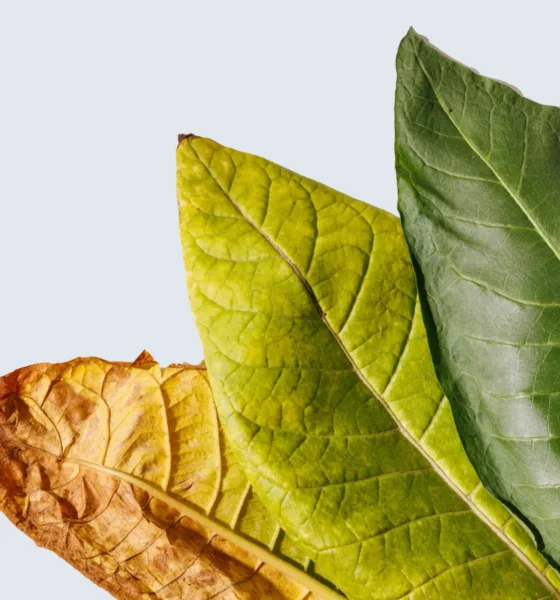 Tobacco: A Comprehensive Guide to Its History, Uses, Health Impacts, and Global Debate