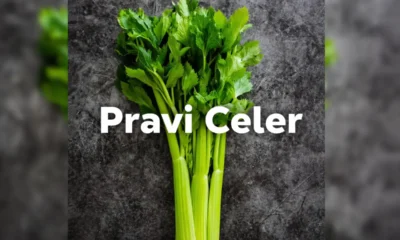 Pravi Celer